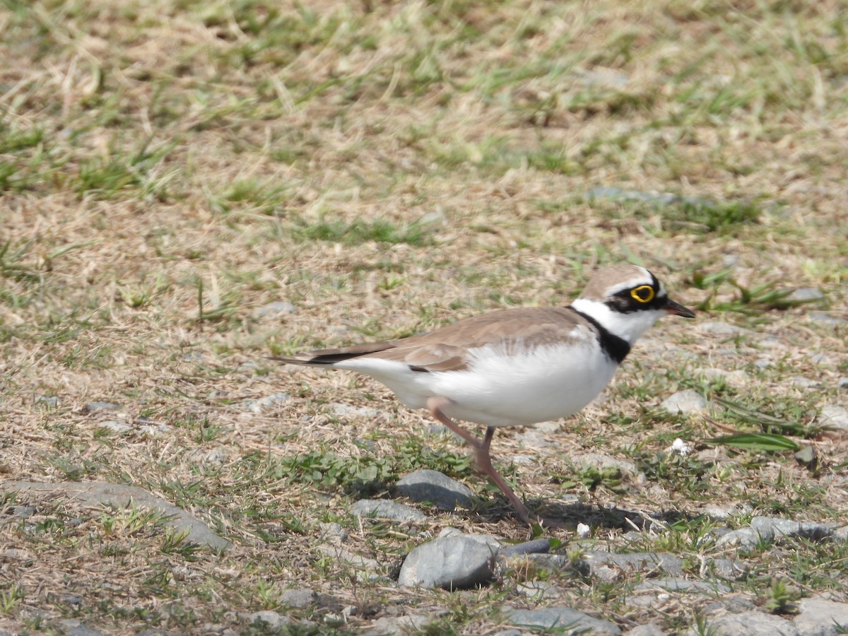 Little Ringed Plover - ML617755896