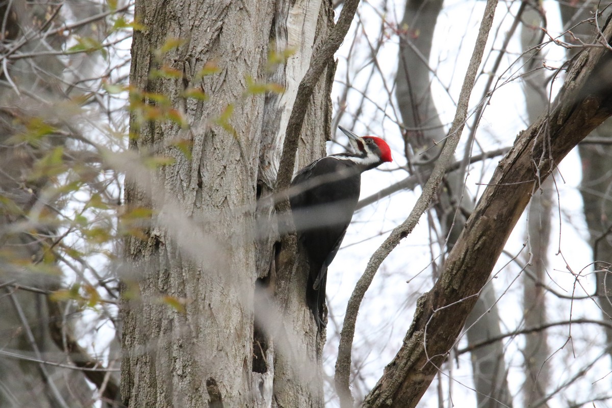 Pileated Woodpecker - ML617755897