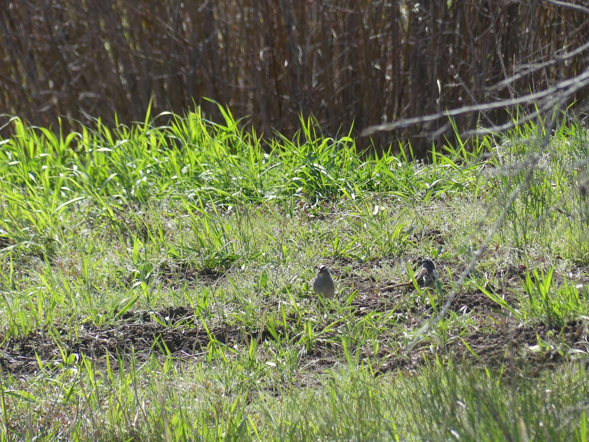 White-crowned Sparrow - ML617755908