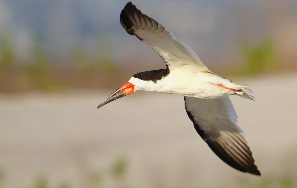 Black Skimmer - ML617755910