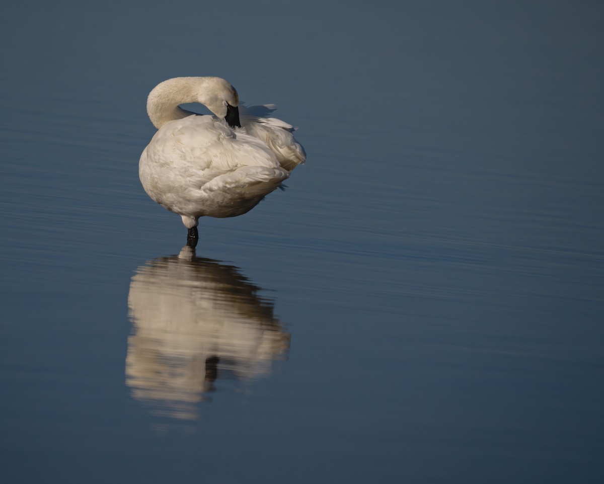 Tundra Swan - Karen Szafrajda