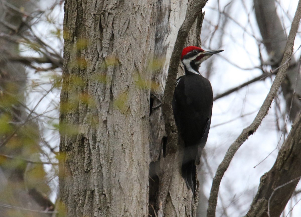 Pileated Woodpecker - ML617755918