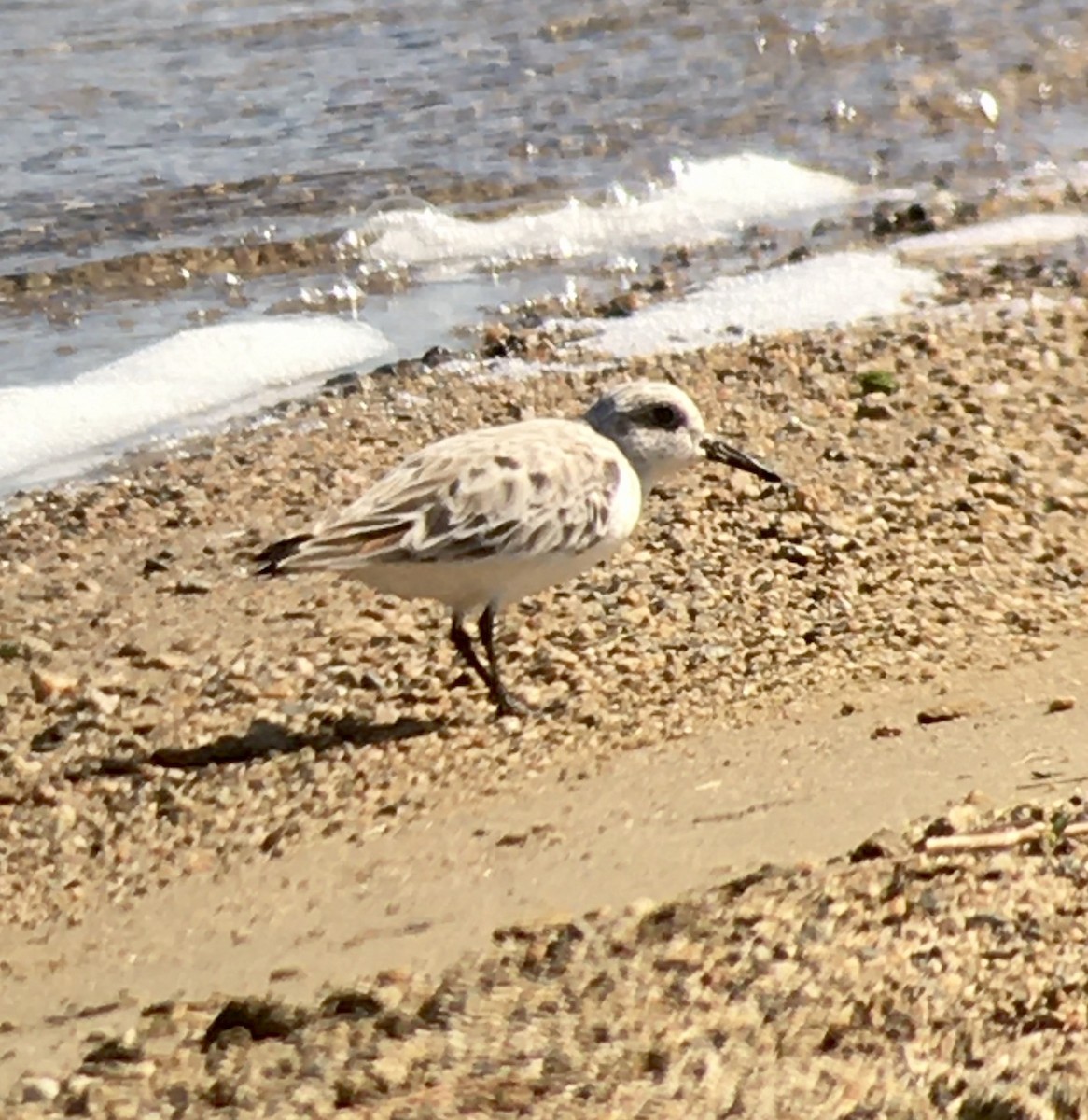 Sanderling - Lance Vrieze