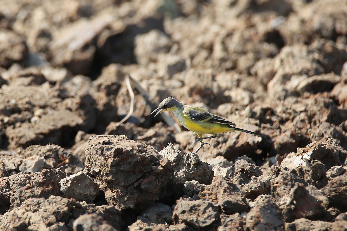 Eastern Yellow Wagtail (Manchurian) - Christian H. Schulze