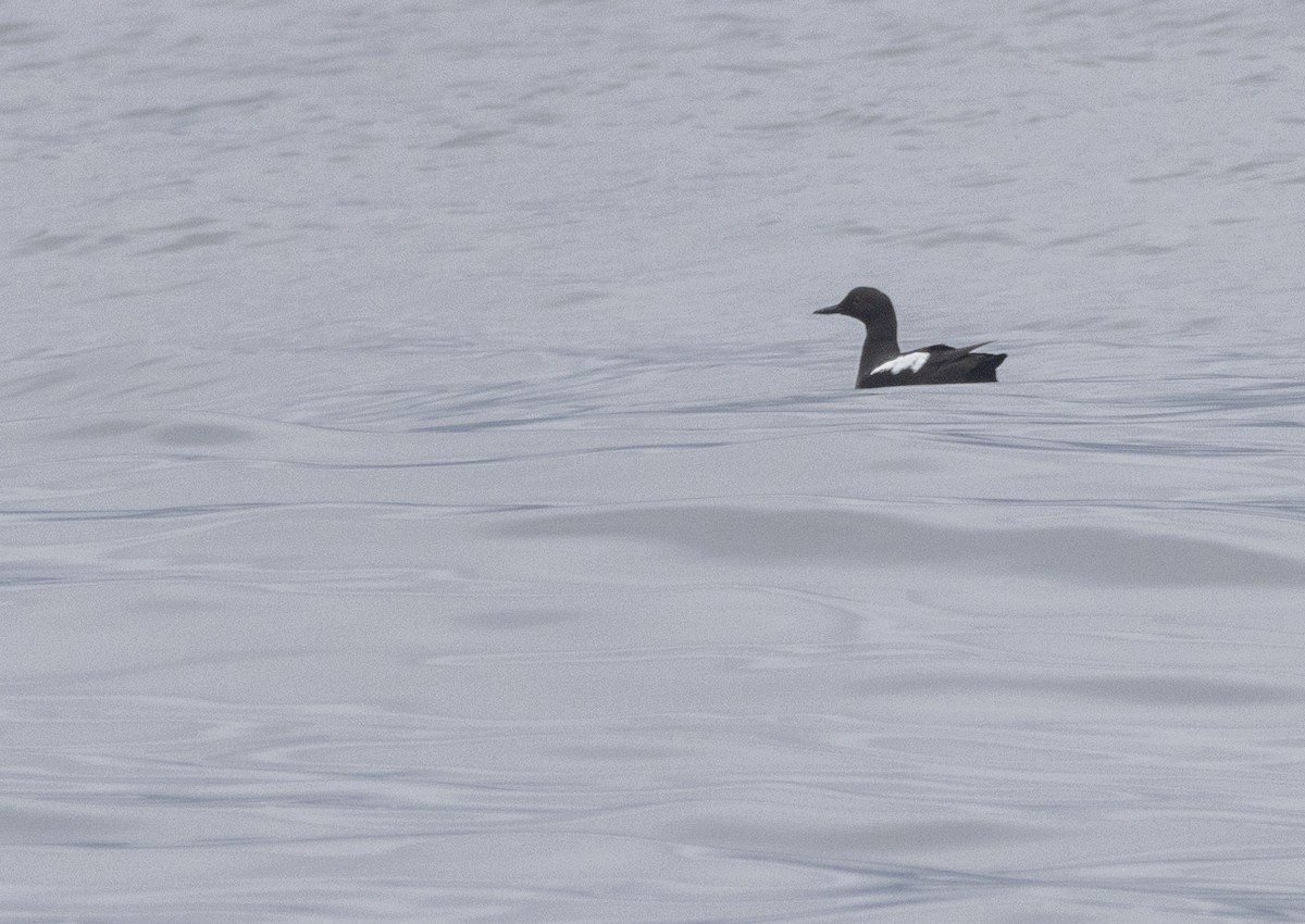 Pigeon Guillemot - ML617755950