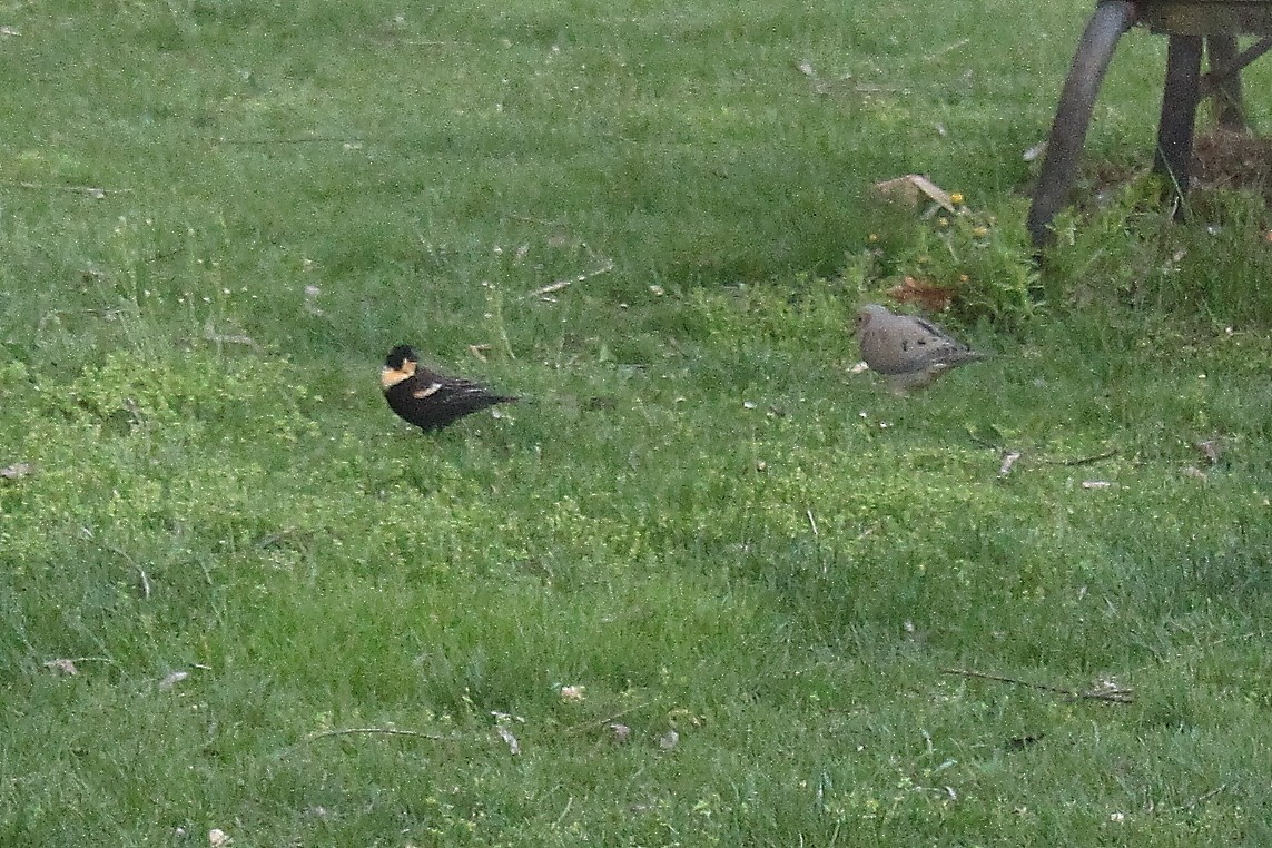 Red-winged Blackbird - ML617755989