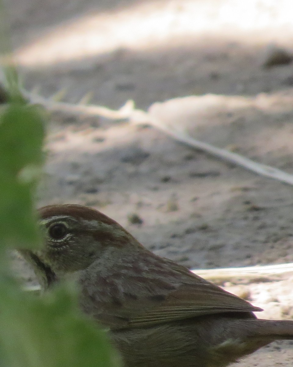 Rufous-crowned Sparrow - ML617755992