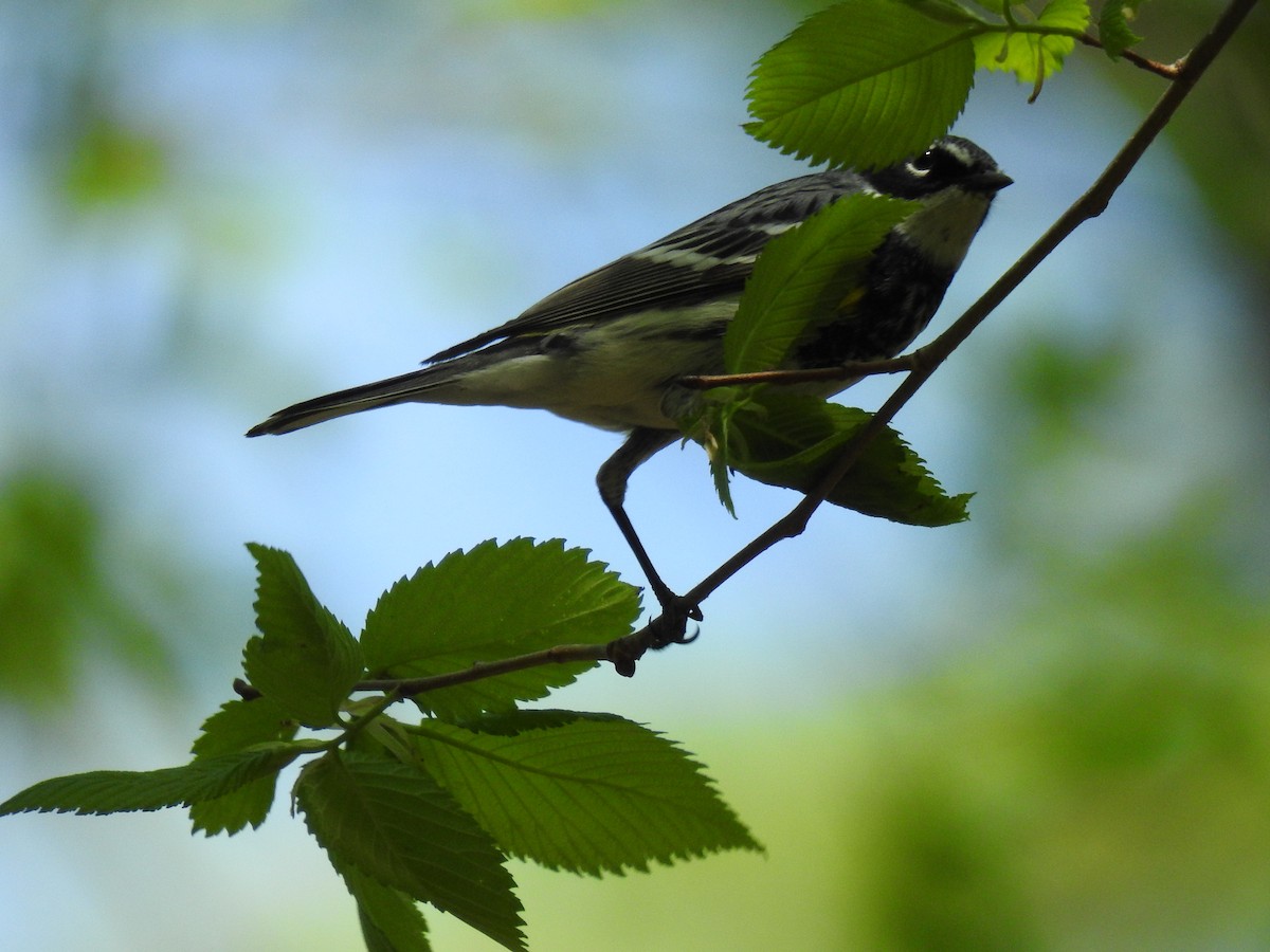 Yellow-rumped Warbler - ML617756004