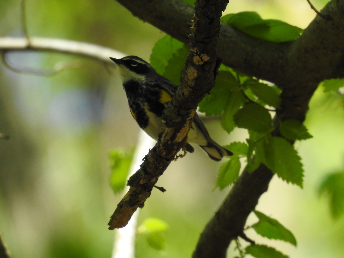 Yellow-rumped Warbler - ML617756008