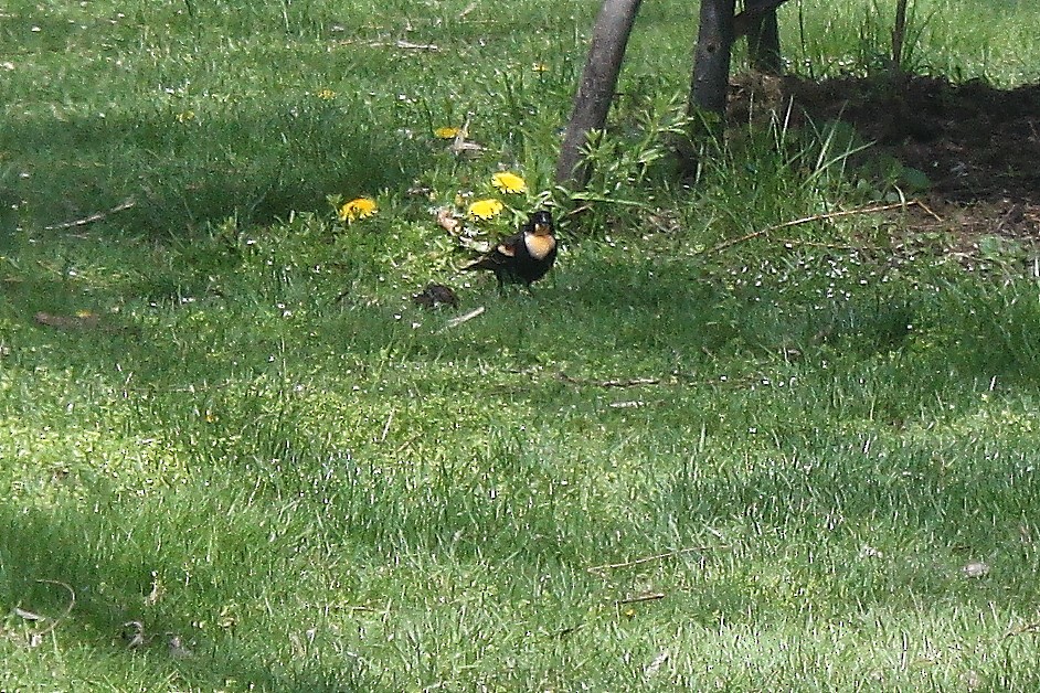 Red-winged Blackbird - ML617756046