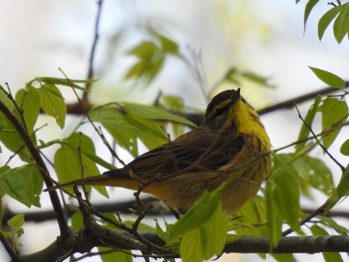 Palm Warbler - ML617756048