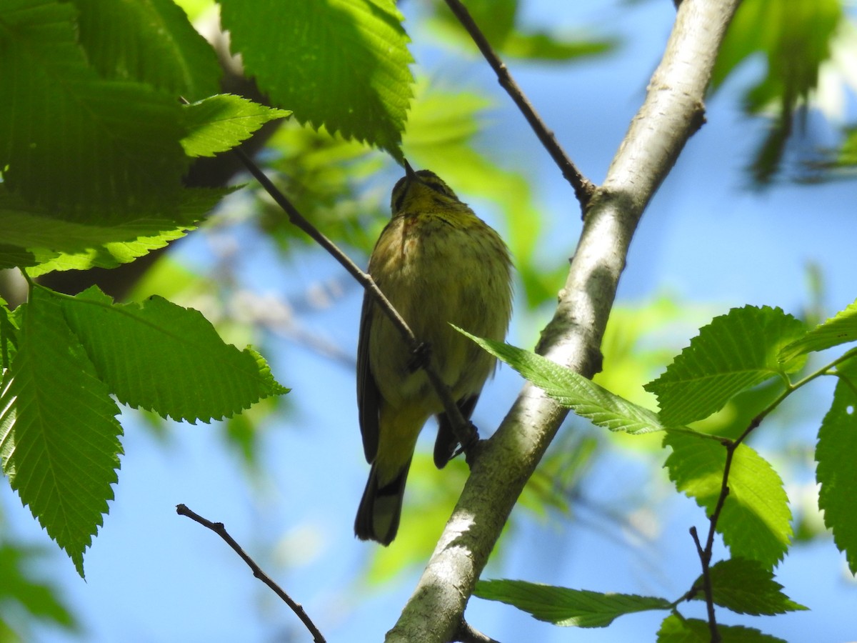 Palm Warbler - ML617756049