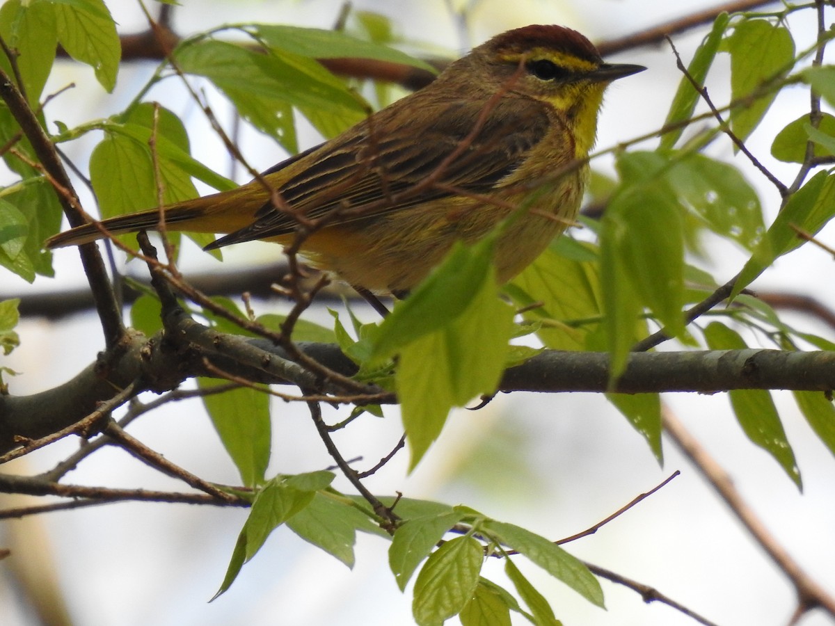 Palm Warbler - ML617756050