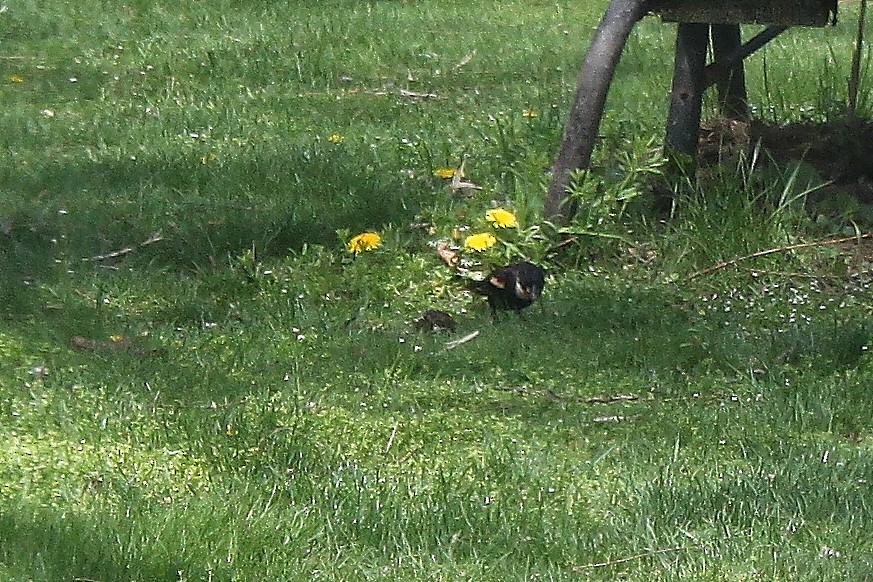 Red-winged Blackbird - ML617756059