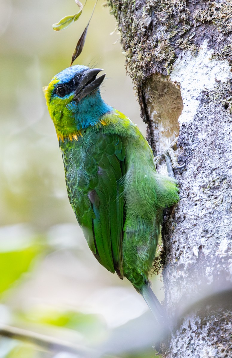 Golden-naped Barbet - ML617756065