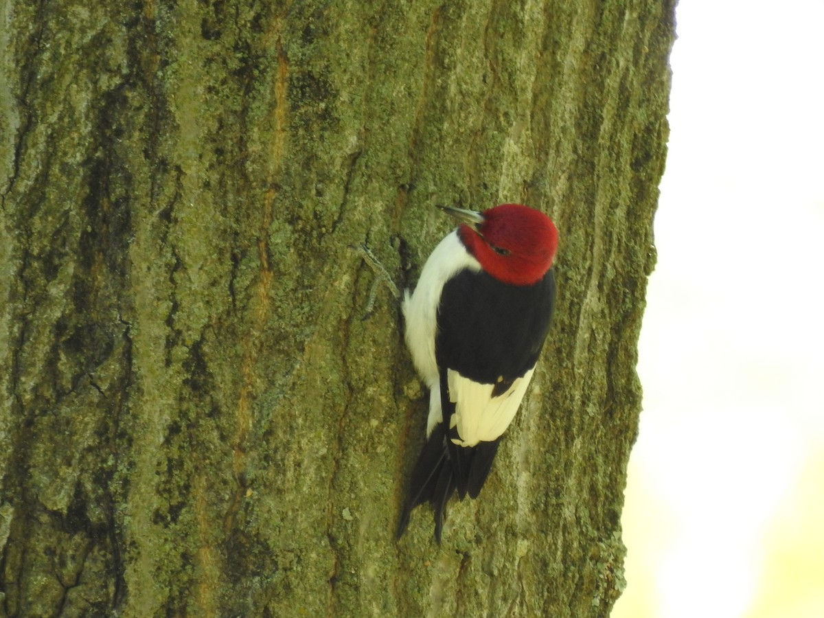 Red-headed Woodpecker - ML617756088