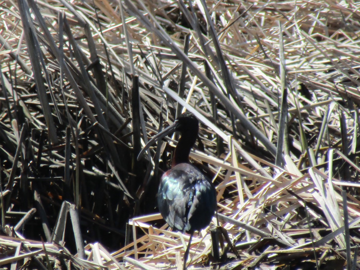 Glossy Ibis - ML617756090