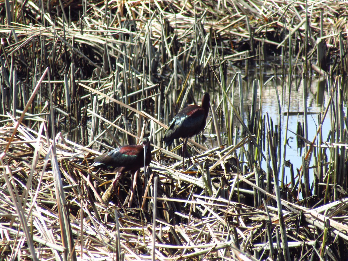 White-faced Ibis - ML617756111