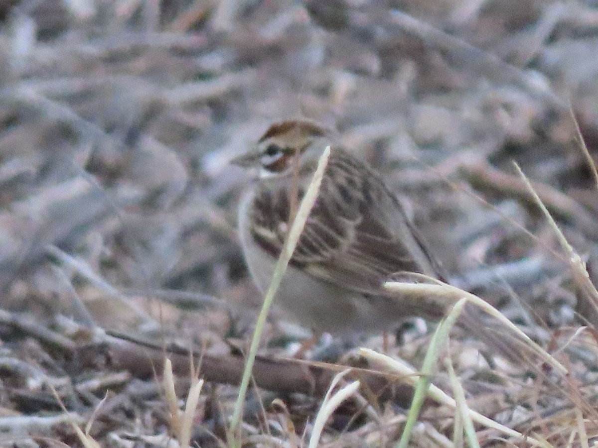 Lark Sparrow - Ruben  Stoll