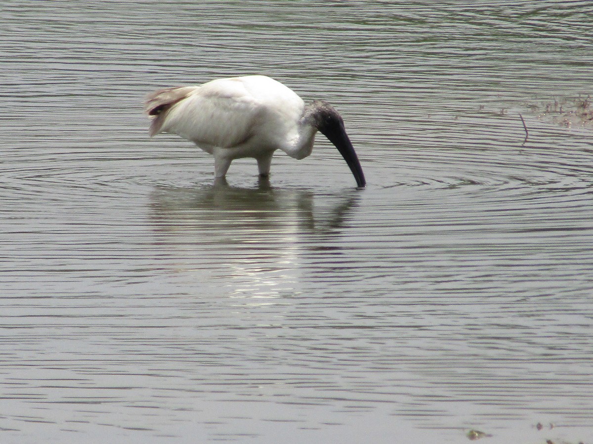 Black-headed Ibis - ML617756119