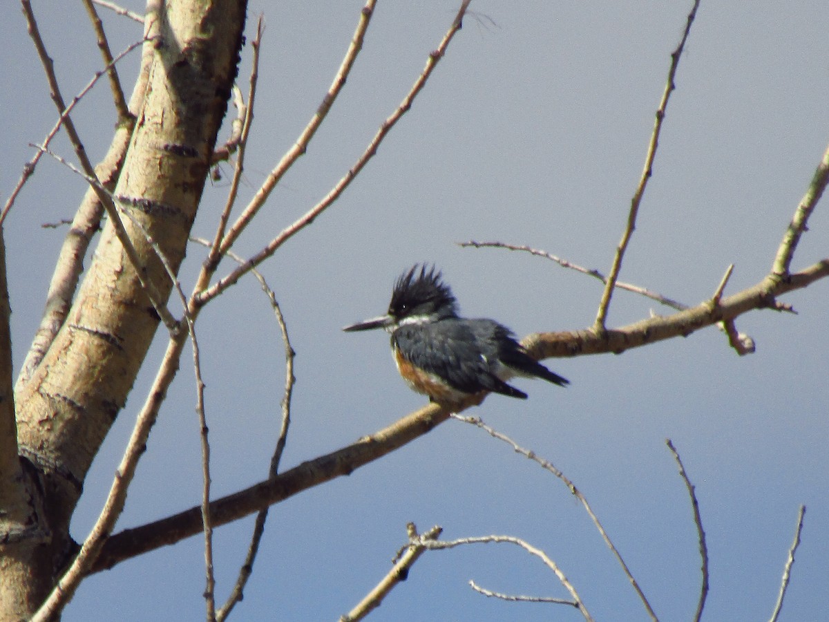 Belted Kingfisher - ML617756124