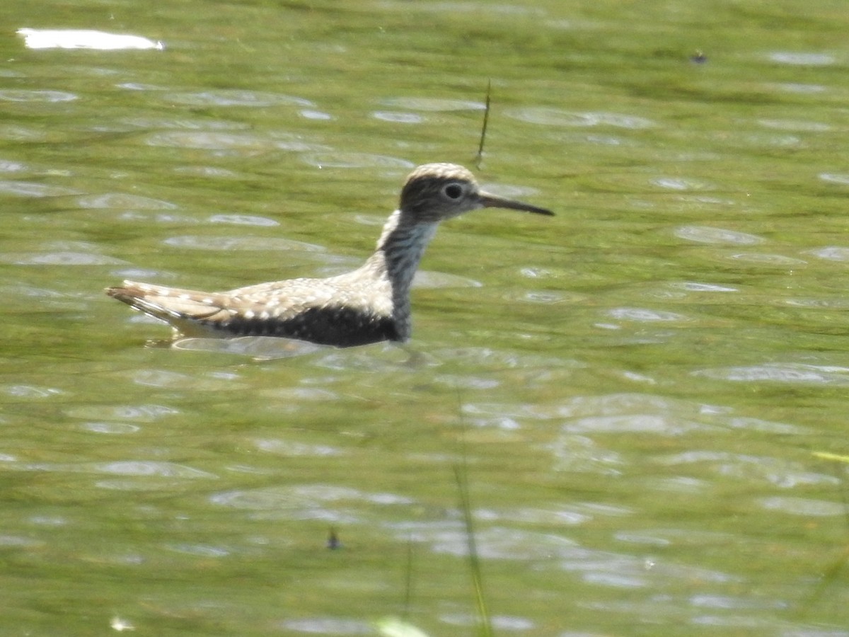 Solitary Sandpiper - James Bolte