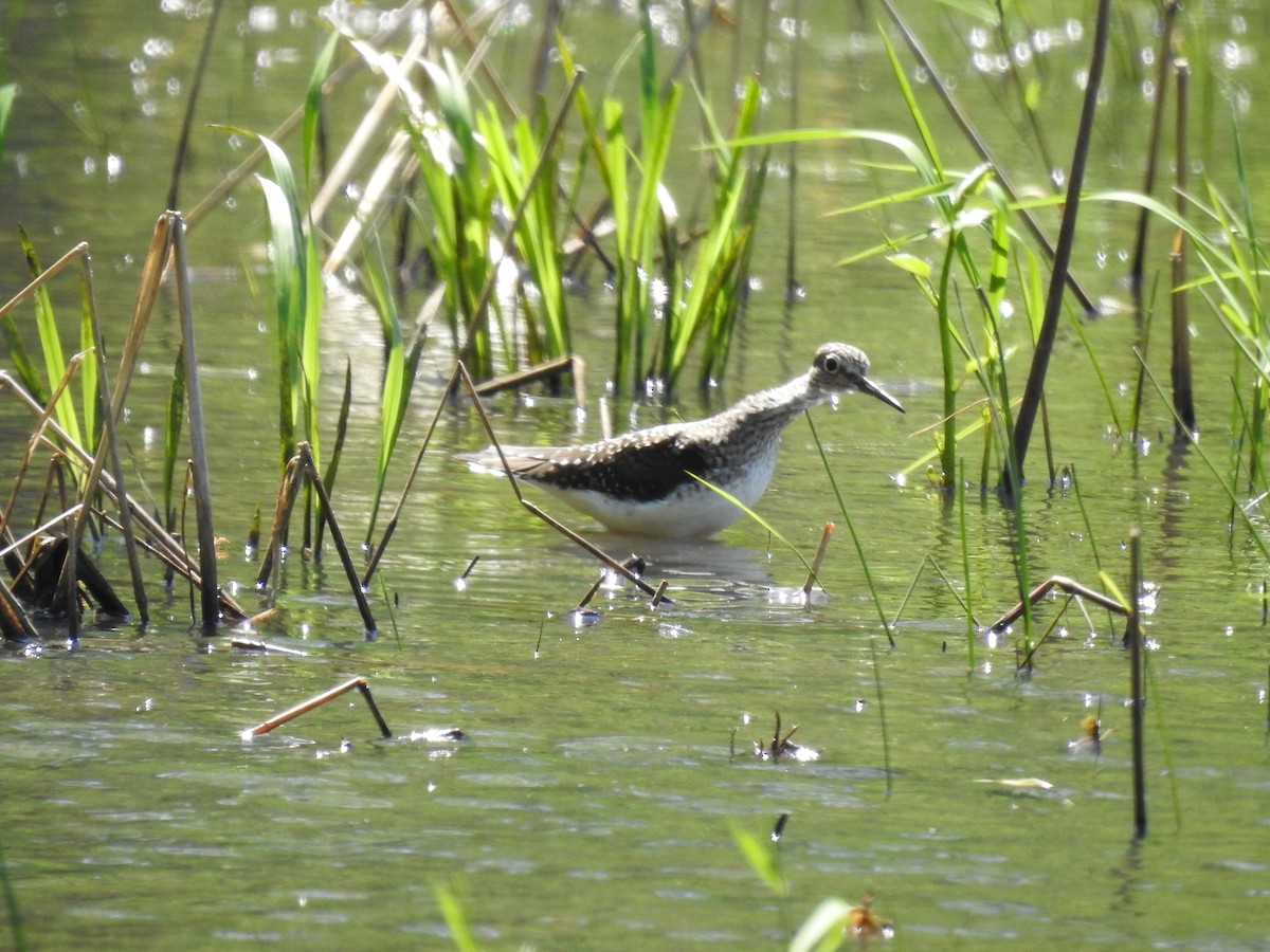 Solitary Sandpiper - James Bolte