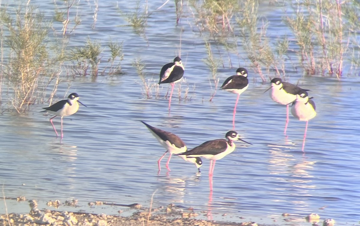 Black-necked Stilt - ML617756151