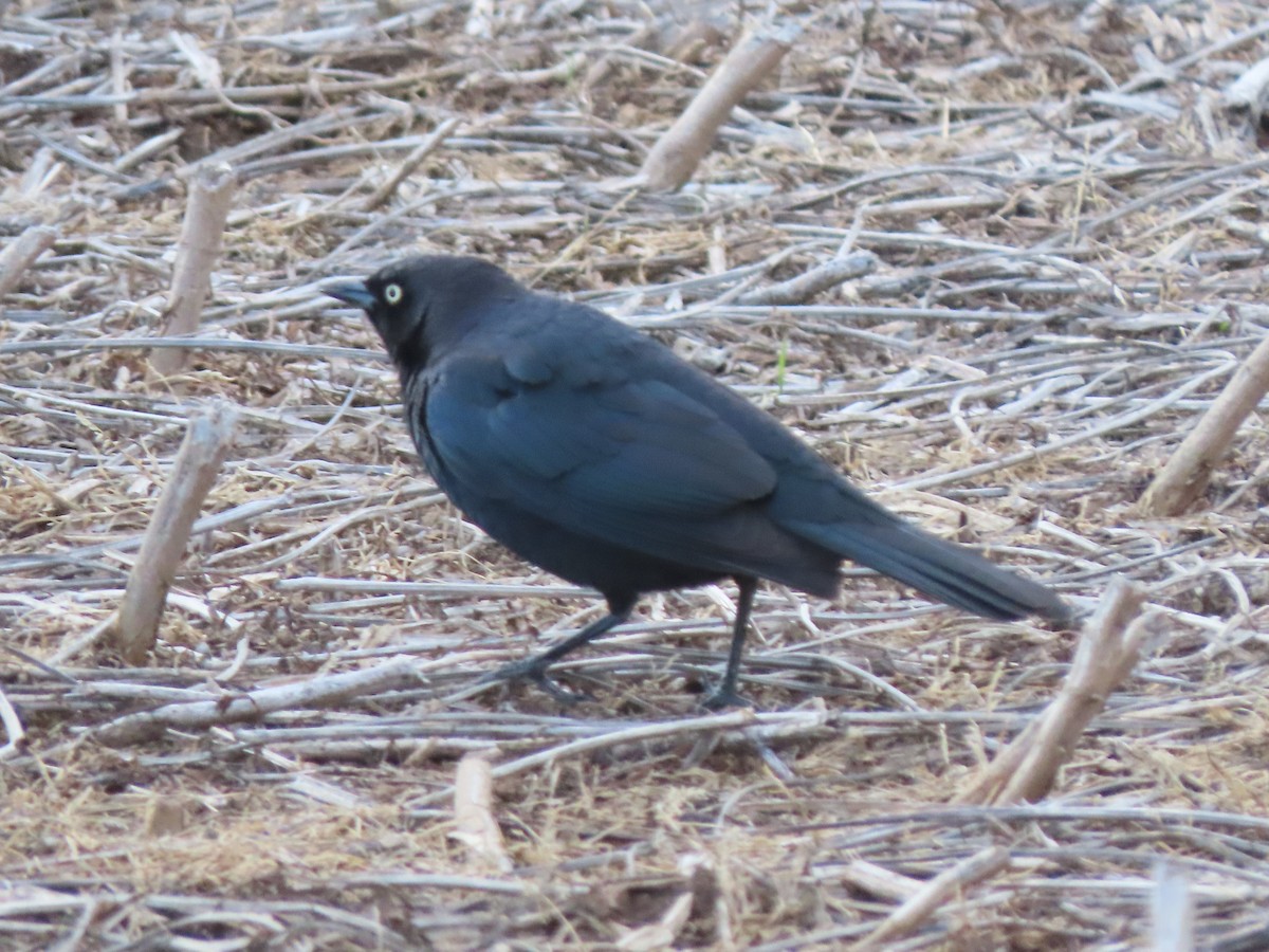 Brewer's Blackbird - ML617756154