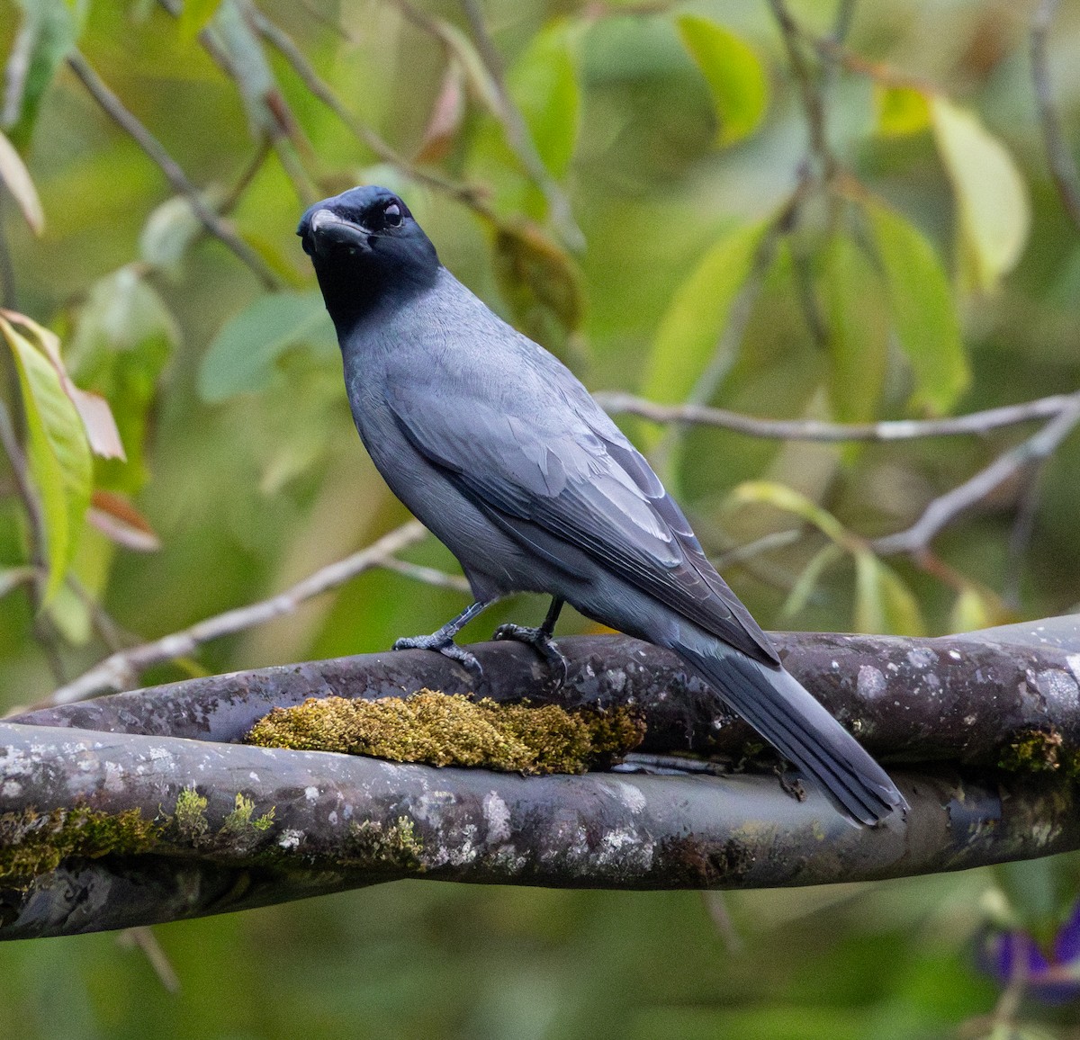 Sunda Cuckooshrike - Soo sing Loke