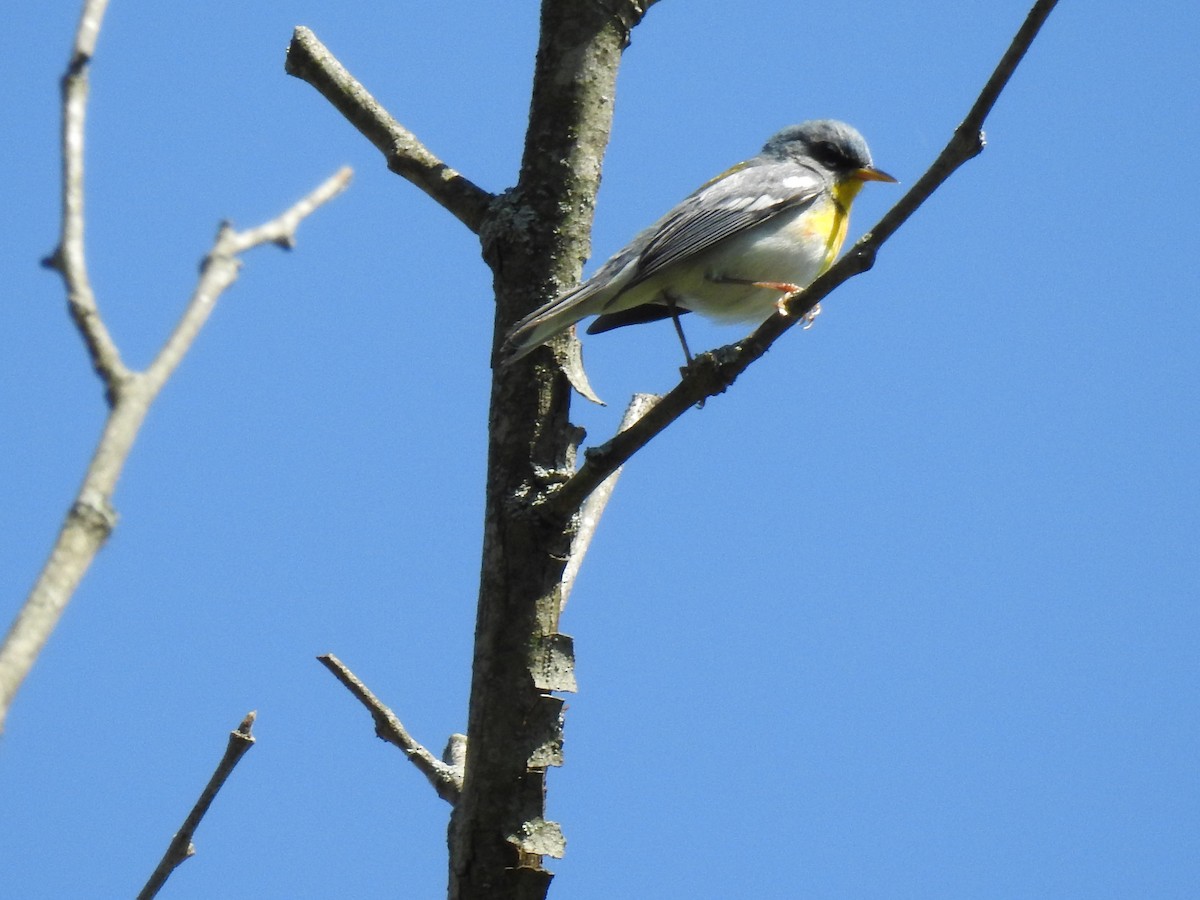 Northern Parula - ML617756173