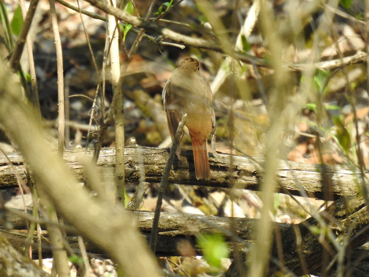 Hermit Thrush - ML617756202