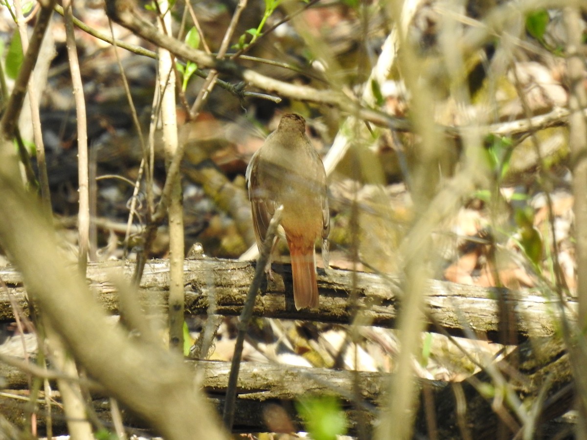 Hermit Thrush - ML617756203