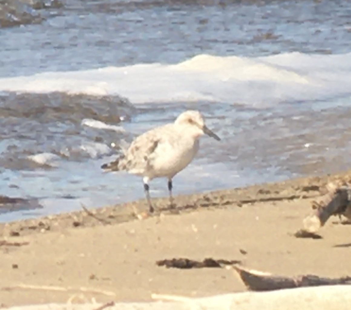 Sanderling - Lance Vrieze