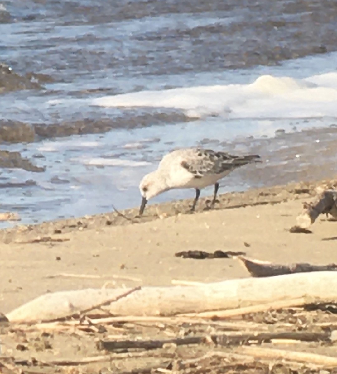 Sanderling - Lance Vrieze