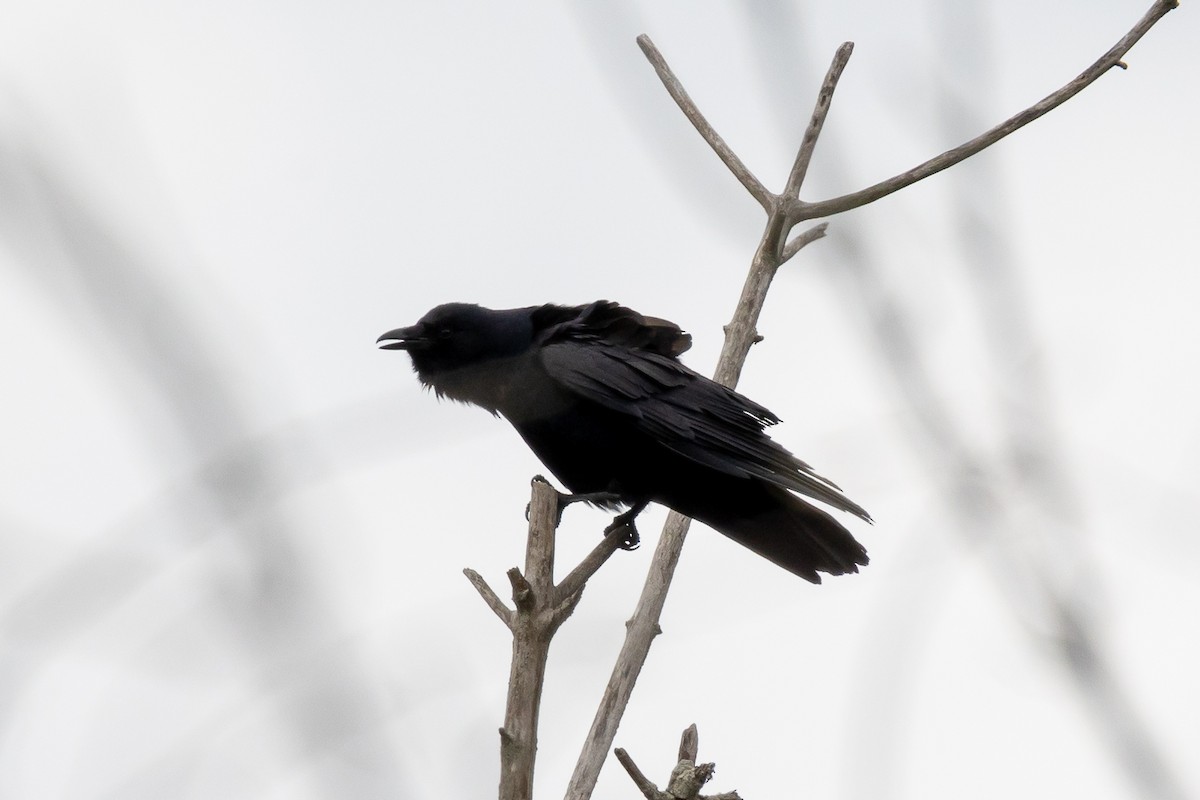 Fish Crow - ML617756214