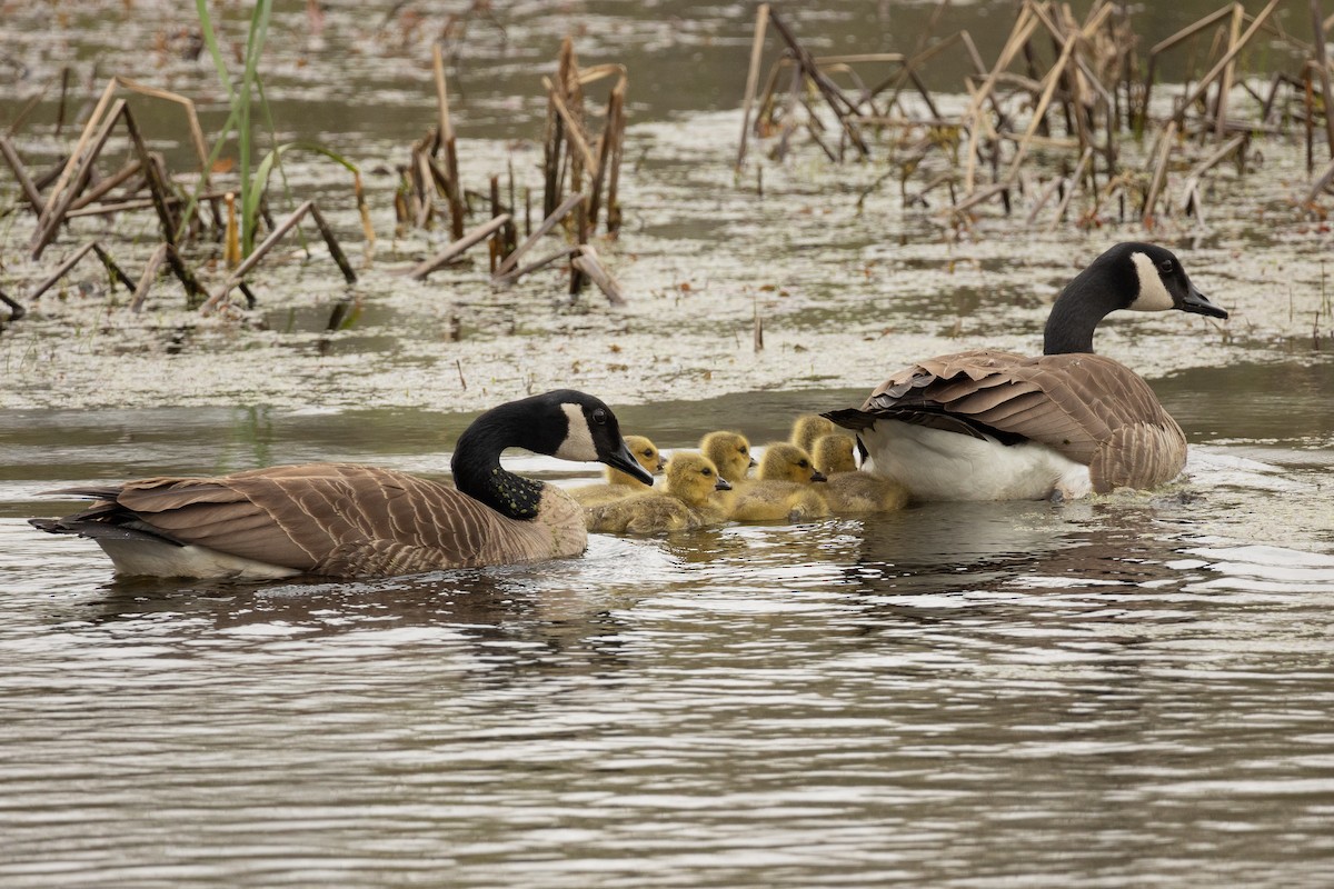 Canada Goose - ML617756227