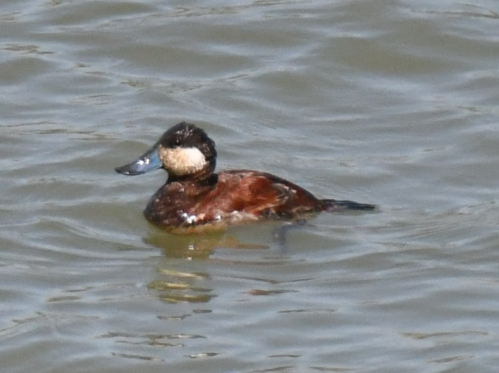 Ruddy Duck - ML617756289