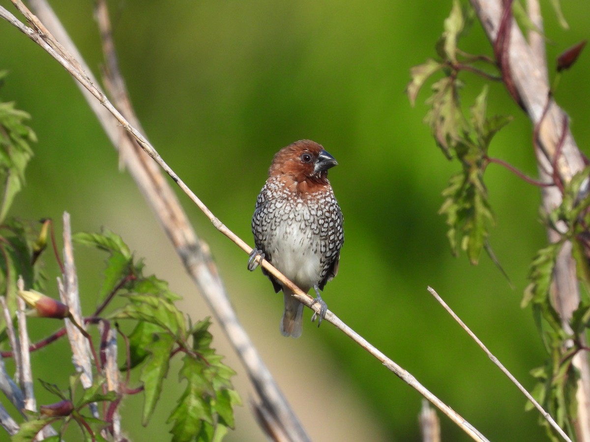 Scaly-breasted Munia - ML617756344