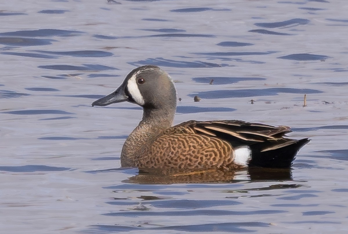 Blue-winged Teal - ML617756368