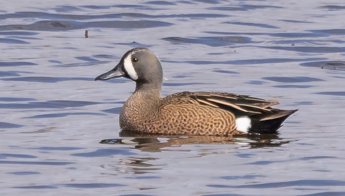 Blue-winged Teal - ML617756369