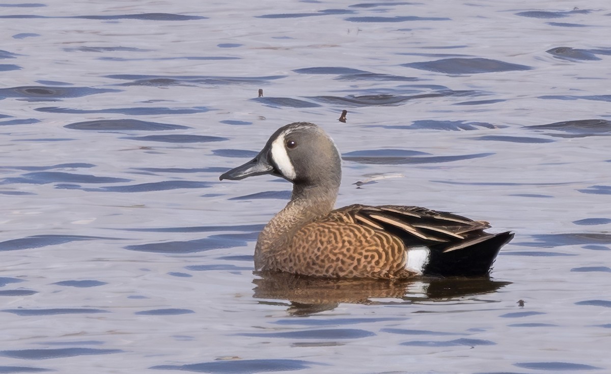 Blue-winged Teal - ML617756370