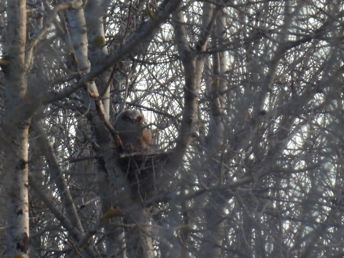 Great Horned Owl - ML617756393