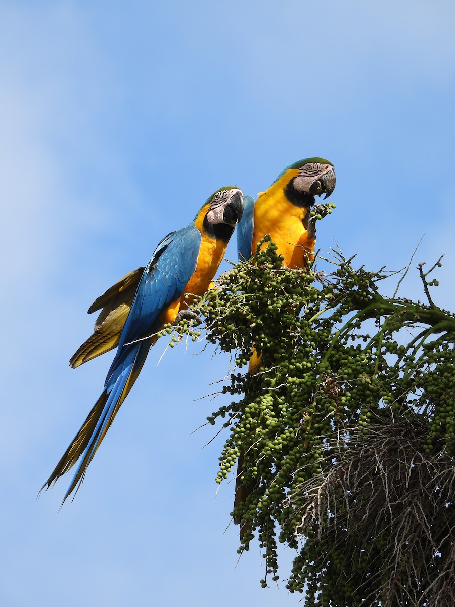 Blue-and-yellow Macaw - Luis Gonzalez