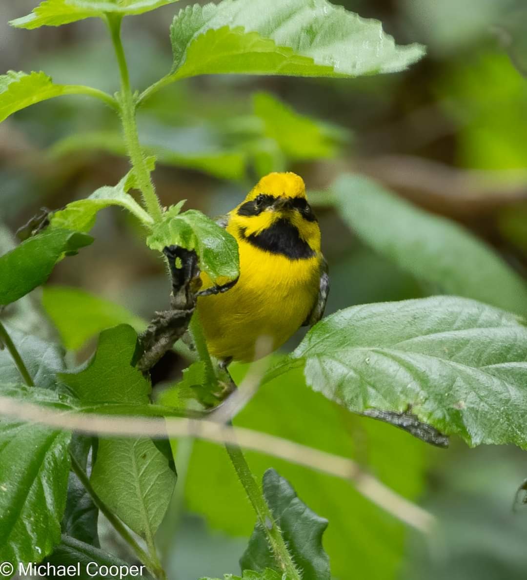 Lawrence's Warbler (hybrid) - Michael B.  Cooper