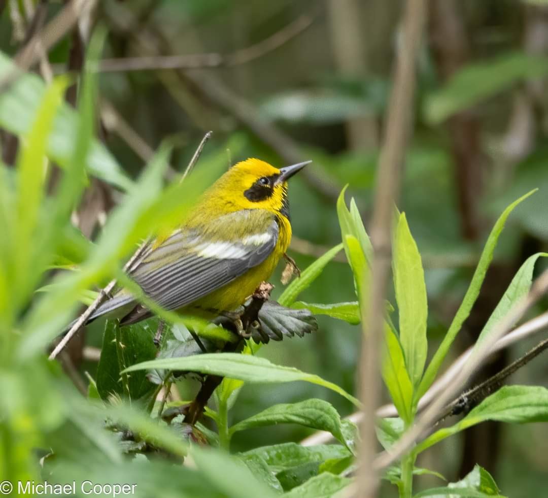 Lawrence's Warbler (hybrid) - ML617756446