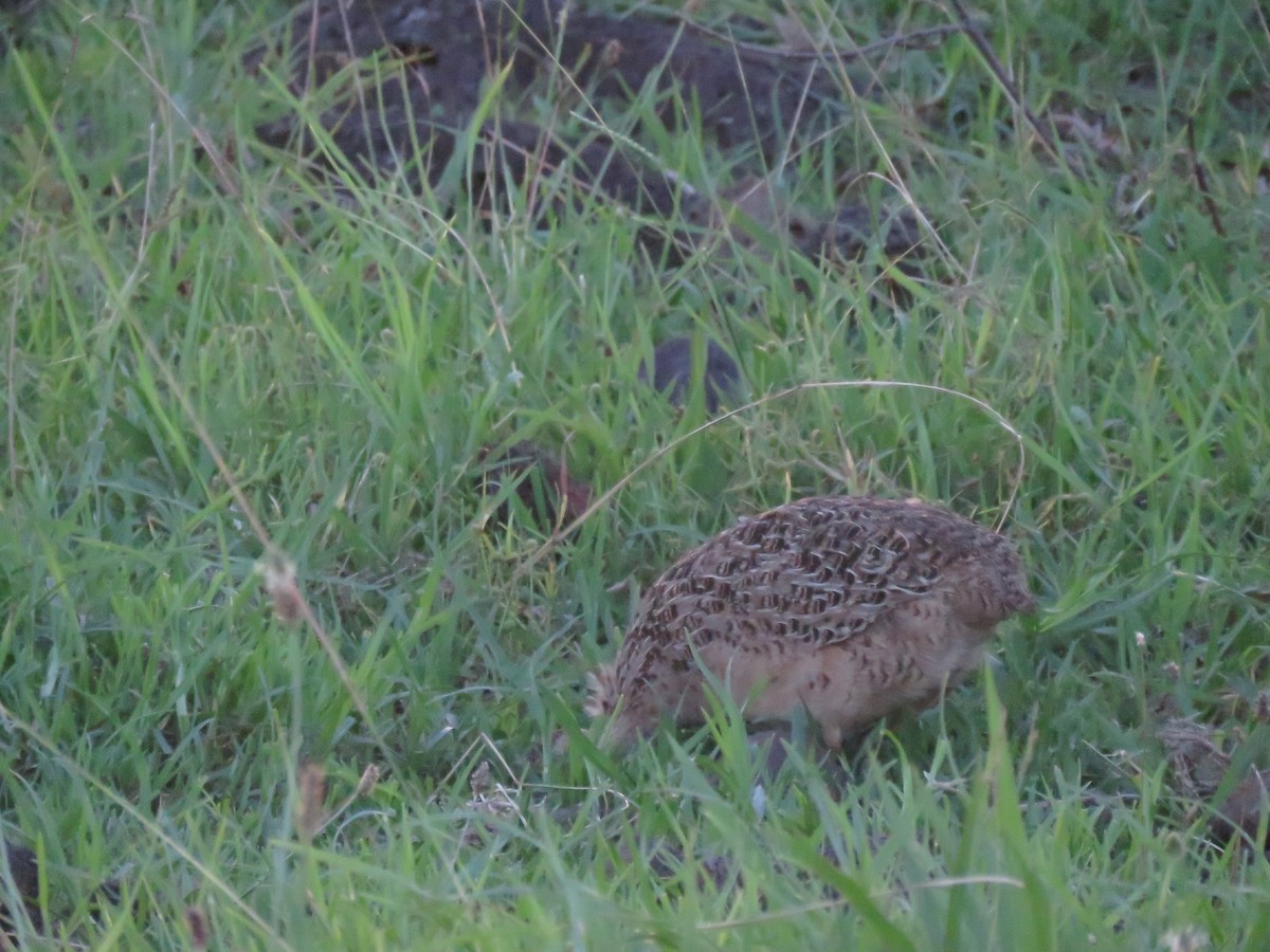 Chilean Tinamou - Claudio Coloma (Irisnocturno)