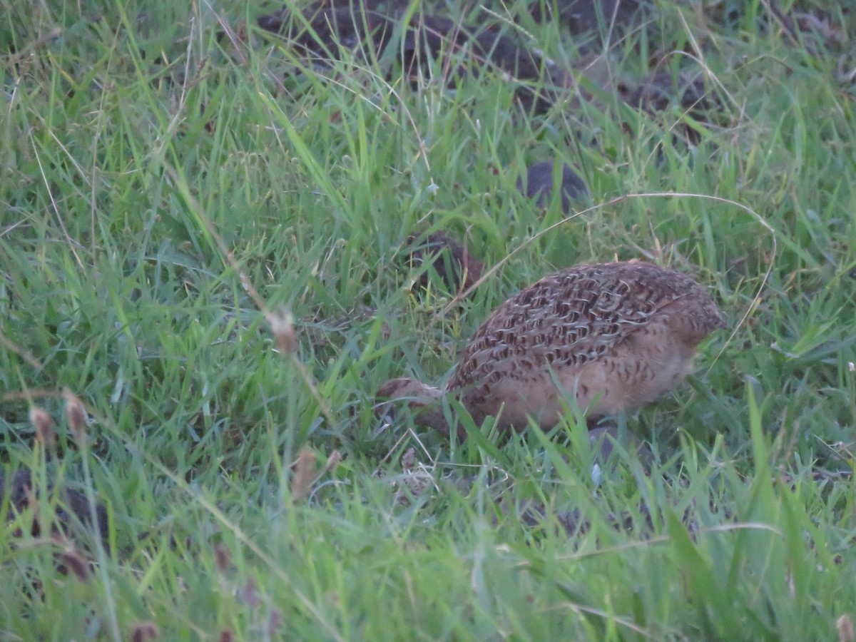 Chilean Tinamou - ML617756584