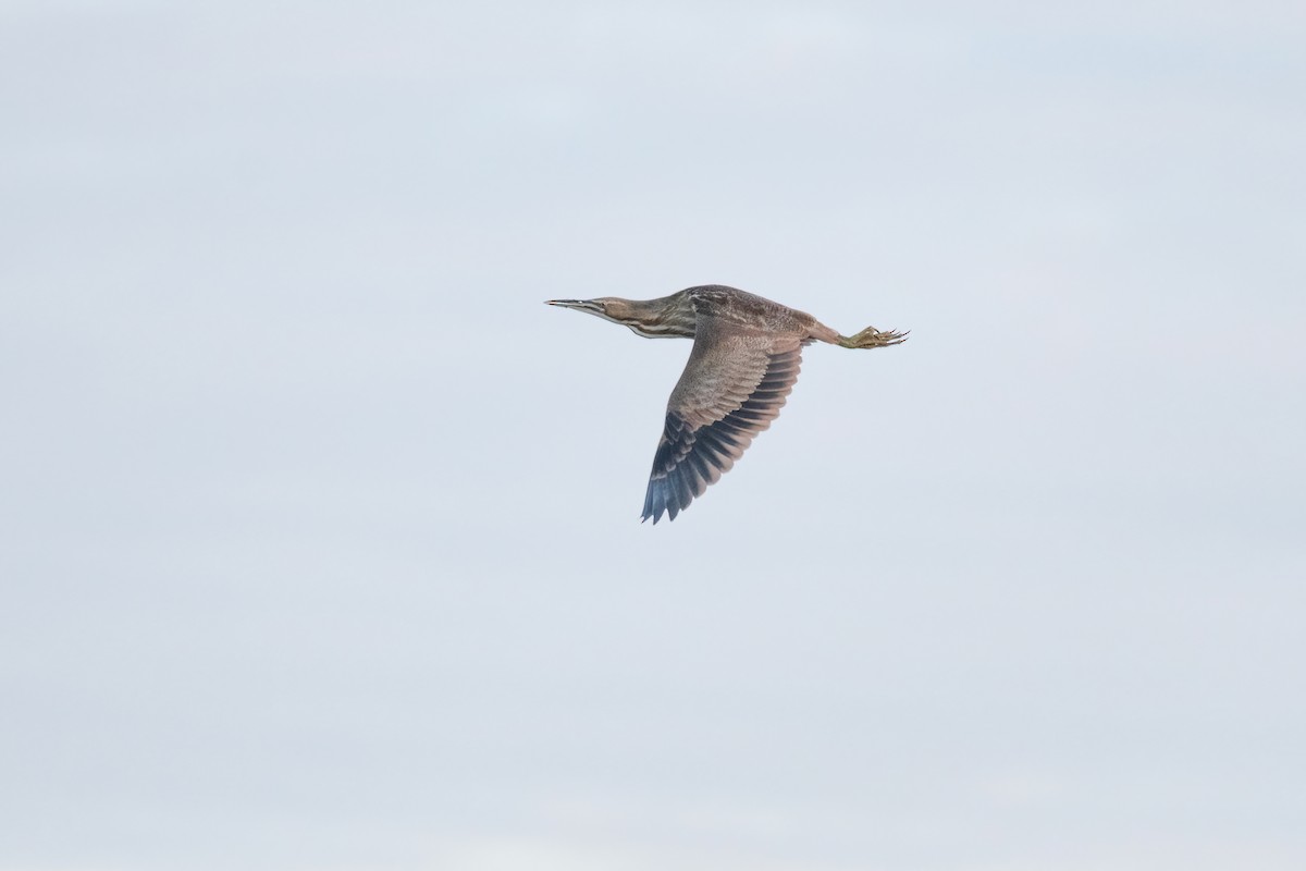 American Bittern - ML617756604