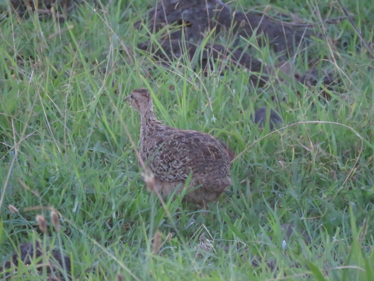 Chilean Tinamou - ML617756683